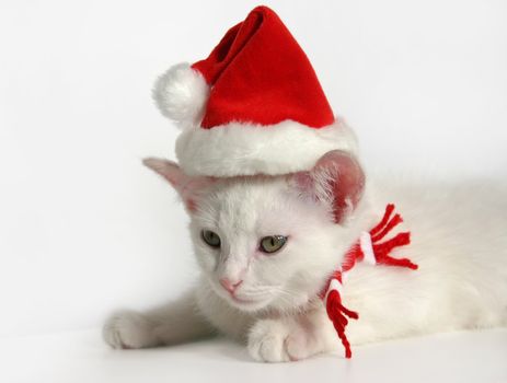 cute white kitten with christmas hat
