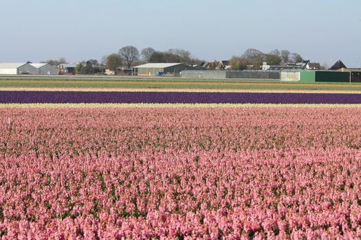 Dutch floral industry, fields with hyacints