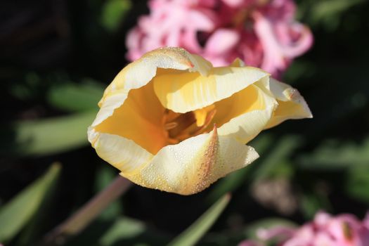 A yellow tulip with early morning dew drops