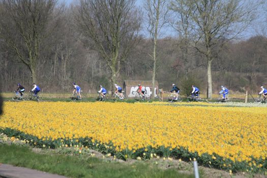 Cyclists in a field with yellow flowers