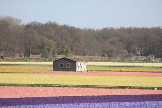 Small storage shed in the middle of a flower field, used to store the bulbs after flowering