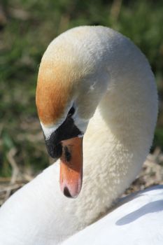 A swan in close up