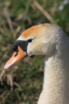 A swan in close up