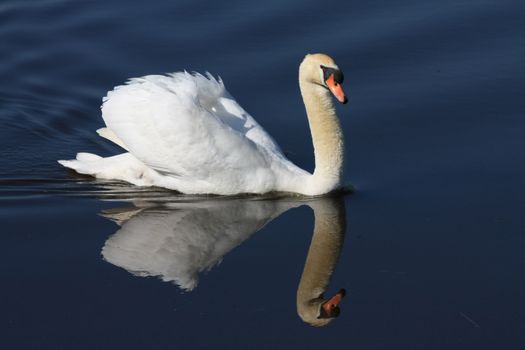 A swan floating on his own reflection