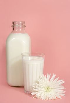 bottle and glass of milk on pink background with a flower