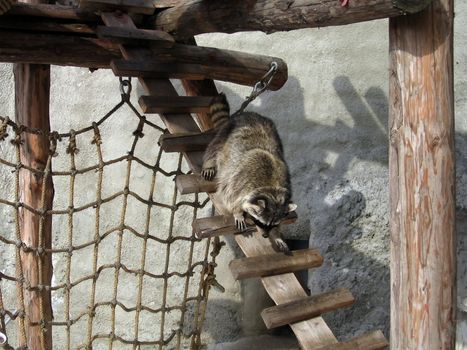 Cute fuzzy raccoon moves down on a ladder