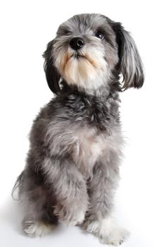 nice bastard dog on white background