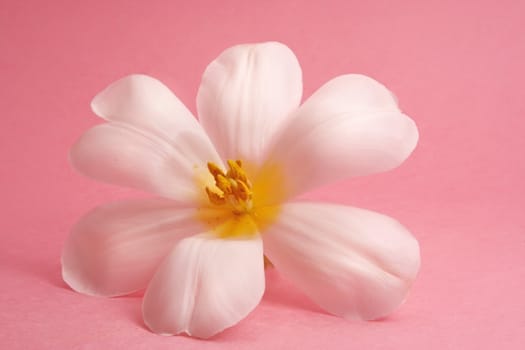 white tulip on pink background