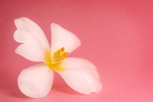 white tulip on pink background