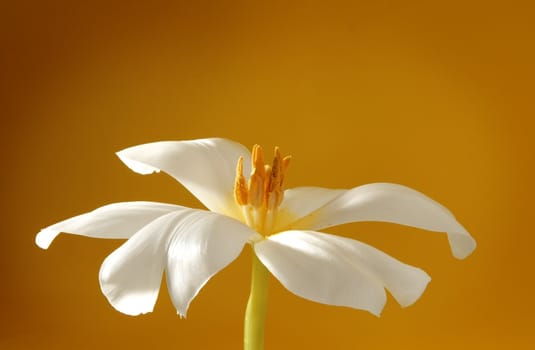 white tulip on golden background