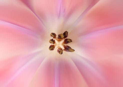 closeup on pink tulip as background