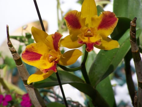 This beautiful orchid should be noted for a few rare characteristics, but the color combination stands out the most!