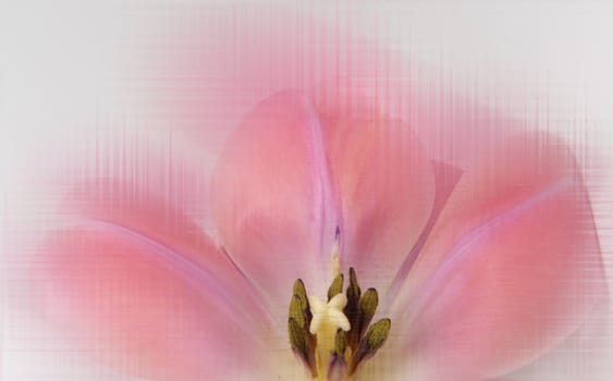 closeup on pink tulip as background