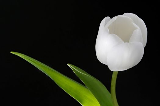 white tulip over black background