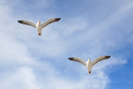 Pair of seagulls soaring against blue sky and thin clouds.