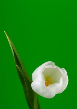 white tulip over green background