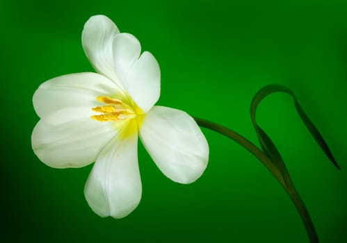 white tulip on green background