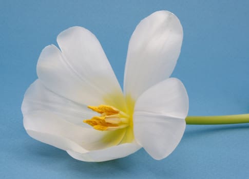 white tulip on blue background