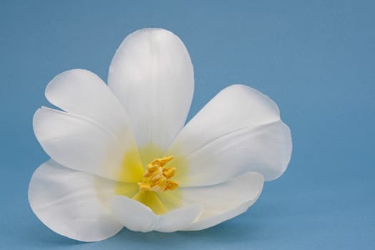 white tulip on blue background