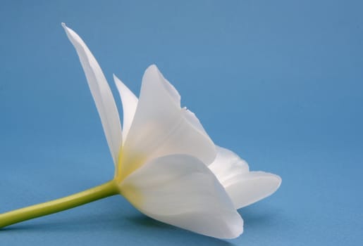 white tulip on blue background