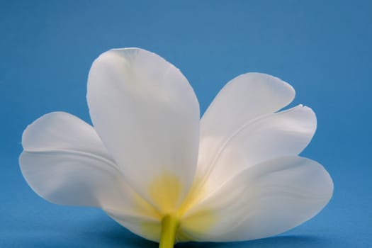 white tulip on blue background