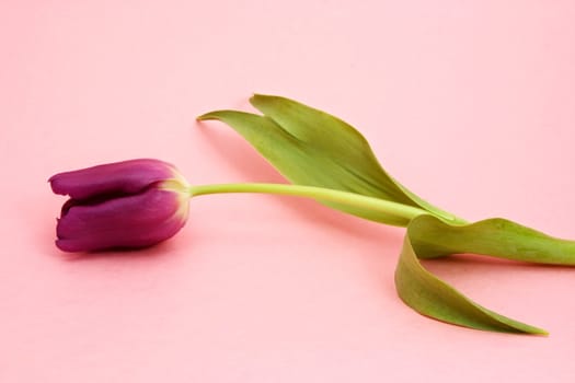 purple tulip over pink background