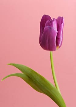 purple tulip over pink background
