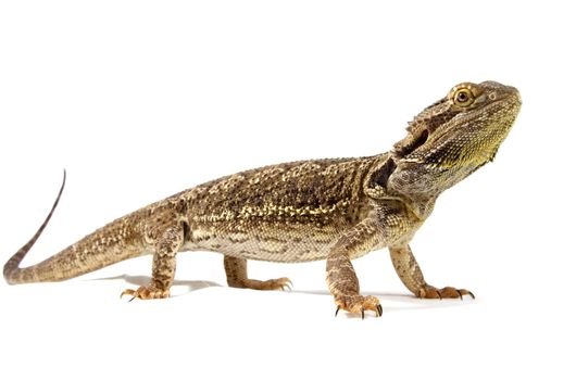 pogona vitticeps lizard isolated on white