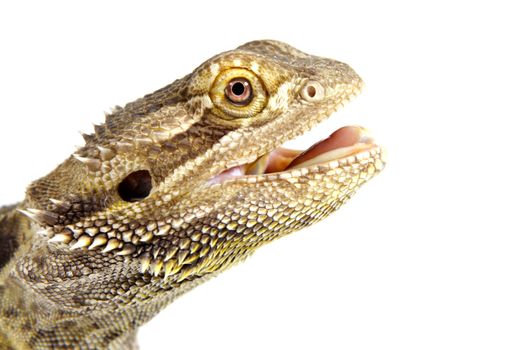 closeup on a cute pogona vitticeps lizard