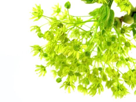 fresh spring branch isolated on white background