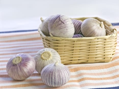 Purple Garlic 