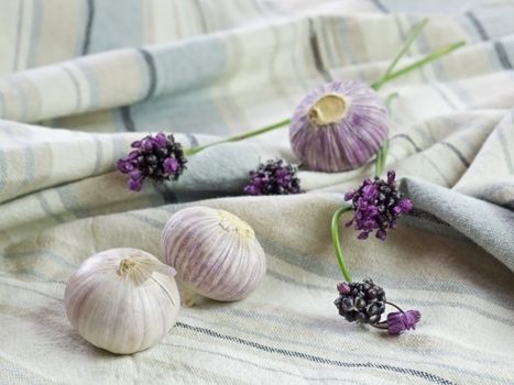 Purple Garlic 