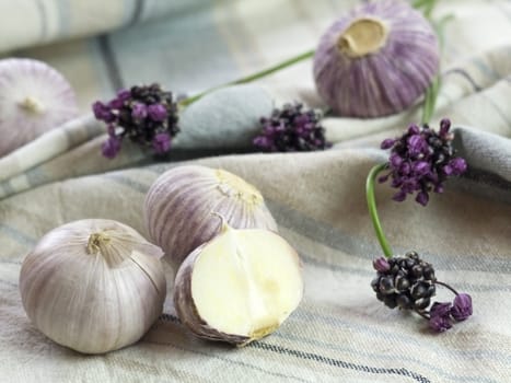 Purple Garlic 