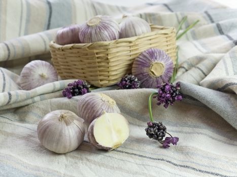 Purple Garlic 