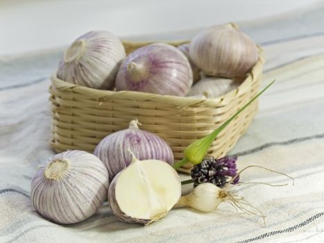 Purple Garlic 