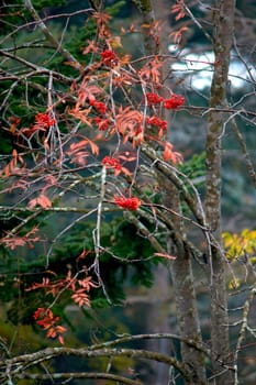 Mountain ash in autumn time