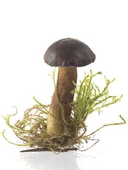 edible mushrooms isolated on white background