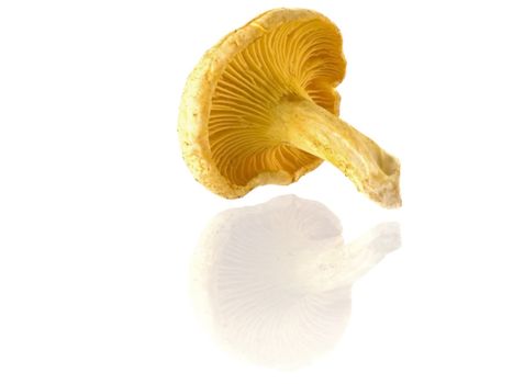 edible mushrooms isolated on white background