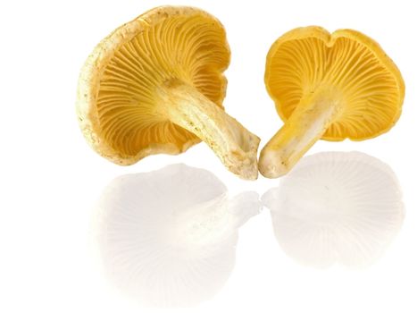 Group of edible mushrooms isolated on white background