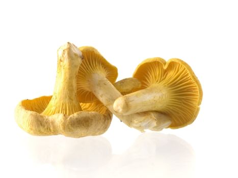 Group of edible mushrooms isolated on white background