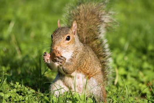 Little curious grey squirrel on green meadow eating a nut