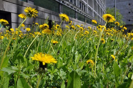 Blossoming dandelion field in front of modern building