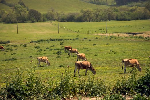 California Farm Country