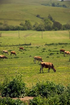 California Farm Country