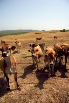 California Farm Country