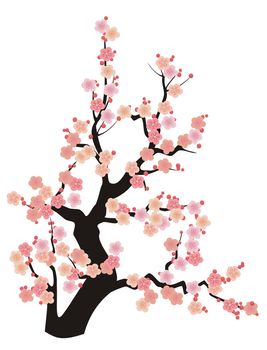 Cherry Blossom Illustration (Sakura), Asian style