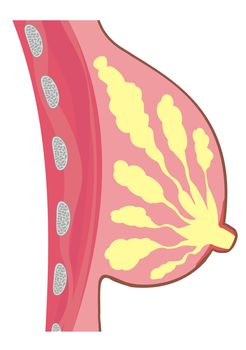 Female breast anatomic cross section, illustration