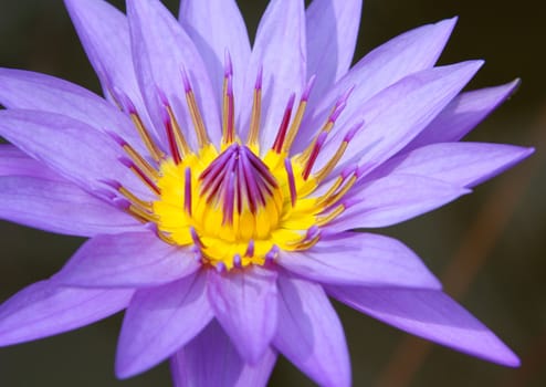 Close to the blue water lily flower.