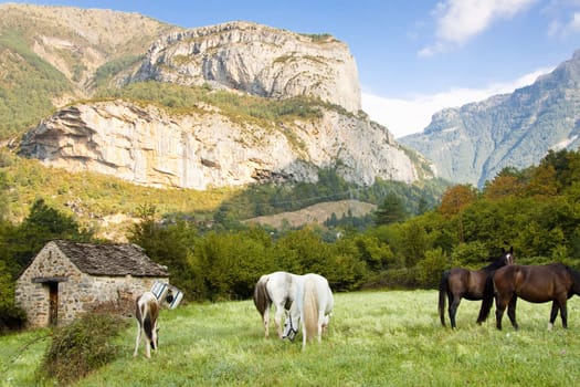 Few wild horses in National Ordesa Park. Summer sunny day - Spain, Pyrenees