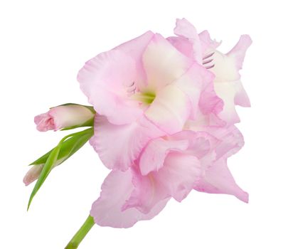 close-up gladiolus, isolated on white